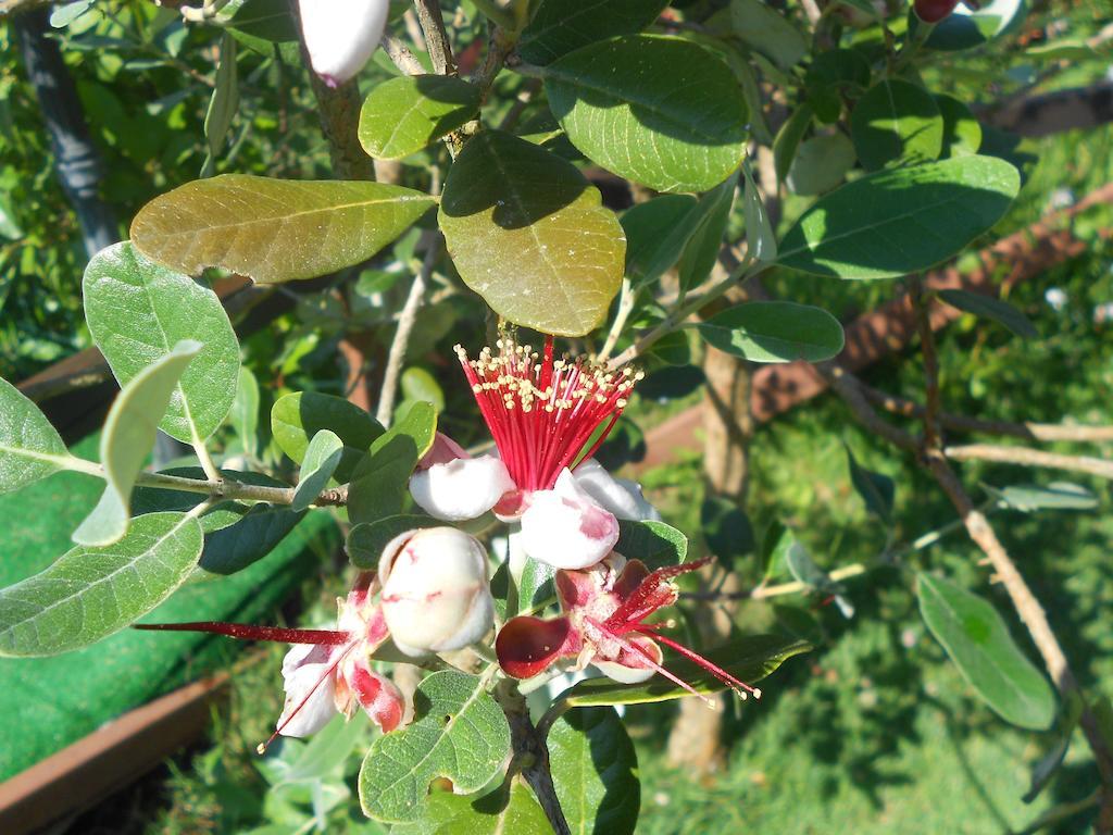אורטה B&B La Quercia מראה חיצוני תמונה